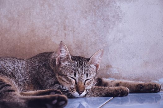 Cat sleeping on the floor at home.