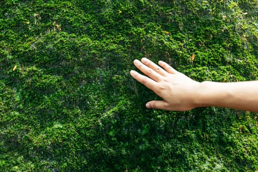 Hands touching moss in nature