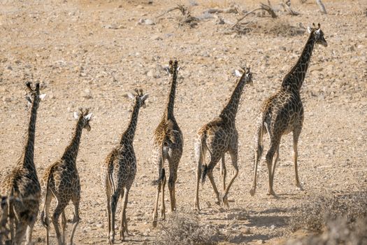 Single file of Giraffes walking in drough riverbed in Kruger National park, South Africa ; Specie Giraffa camelopardalis family of Giraffidae