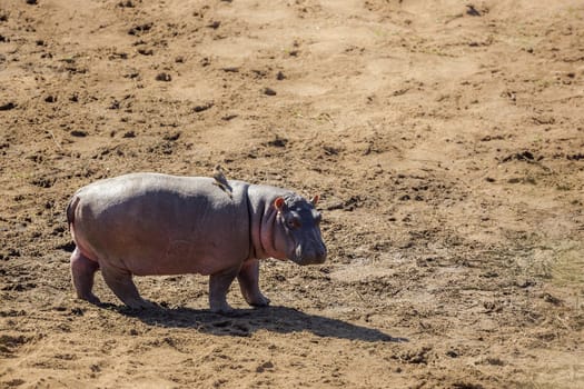 Young Hippopotamus walking on sand in Kruger National park, South Africa ; Specie Hippopotamus amphibius family of Hippopotamidae