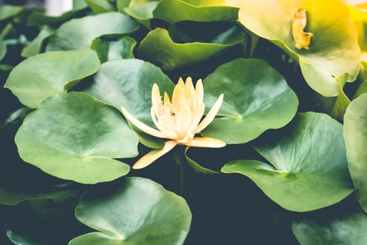 Beautiful yellow lotus flower among green leaves