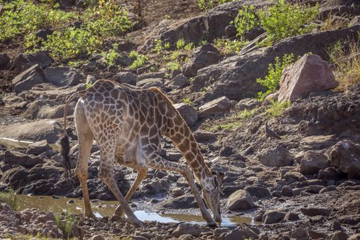 Giraffe drinking in waterhole in Kruger National park, South Africa ; Specie Giraffa camelopardalis family of Giraffidae