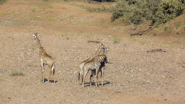 Small group of Giraffes in dry riverbed in Kruger National park, South Africa ; Specie Giraffa camelopardalis family of Giraffidae