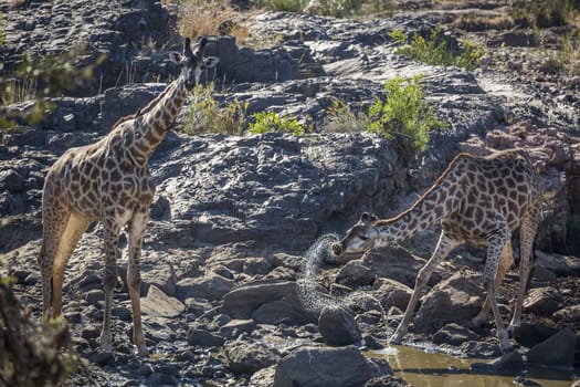 Two Giraffes drinking in waterhole in Kruger National park, South Africa ; Specie Giraffa camelopardalis family of Giraffidae