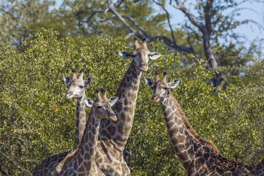 Four Giraffes portrait in Kruger National park, South Africa ; Specie Giraffa camelopardalis family of Giraffidae