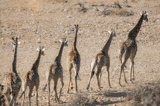 Single file of Giraffes walking in drough riverbed in Kruger National park, South Africa ; Specie Giraffa camelopardalis family of Giraffidae