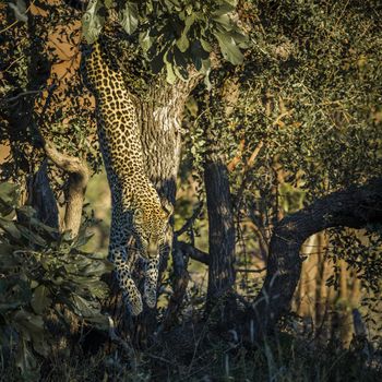 Leopard jumping down a tree in Kruger National park, South Africa ; Specie Panthera pardus family of Felidae