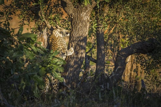 Leopard climbing a tree in Kruger National park, South Africa ; Specie Panthera pardus family of Felidae