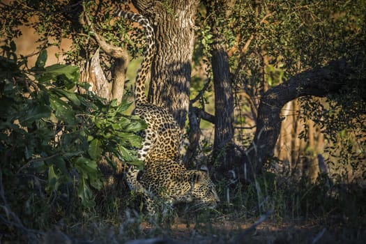 Leopard jumping down a tree in Kruger National park, South Africa ; Specie Panthera pardus family of Felidae