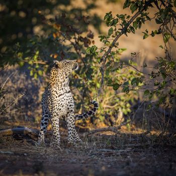 Leopard watching a prey in a tree in Kruger National park, South Africa ; Specie Panthera pardus family of Felidae