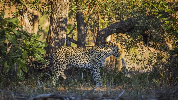 Leopard standing at twilight in Kruger National park, South Africa ; Specie Panthera pardus family of Felidae