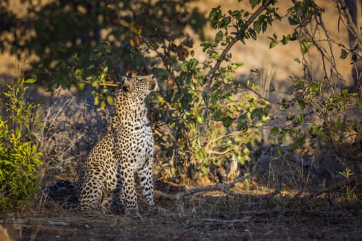 Leopard watching a prey in a tree in Kruger National park, South Africa ; Specie Panthera pardus family of Felidae