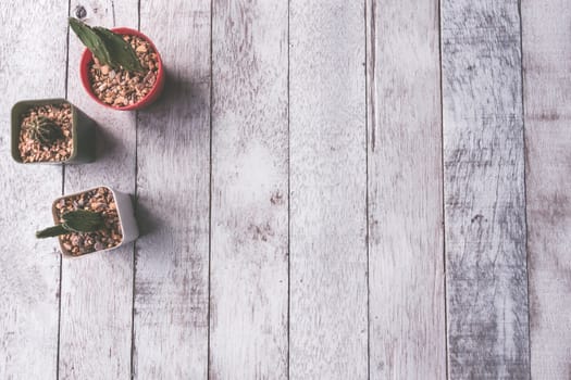 Top view of  Cactus on white wooden table background, Vintage tone, Free space for text