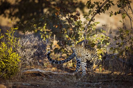 Leopard walking in front view in Kruger National park, South Africa ; Specie Panthera pardus family of Felidae