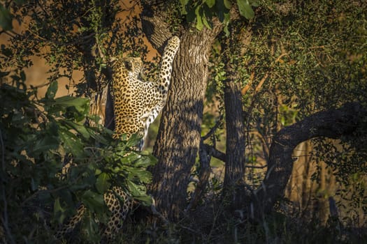 Leopard climbing a tree in twilight in Kruger National park, South Africa ; Specie Panthera pardus family of Felidae