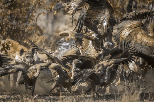 Spotted hyaena chasing white-backed vultures from a carcass in Kruger National park, South Africa ; Specie Crocuta crocuta family of Hyaenidae