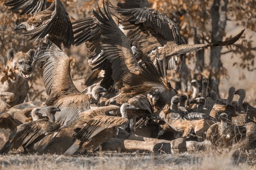 Spotted hyaena chasing white-backed vultures from a carcass in Kruger National park, South Africa ; Specie Crocuta crocuta family of Hyaenidae