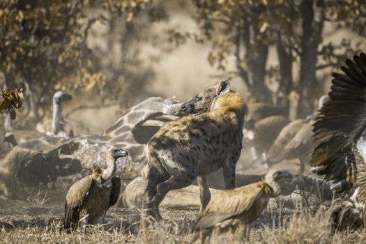 Spotted hyaena chasing white-backed vultures from a carcass in Kruger National park, South Africa ; Specie Crocuta crocuta family of Hyaenidae