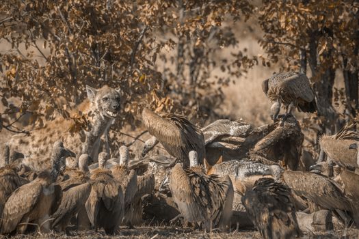 Spotted hyaena sharing giraffe carcass with white-backed vultures in Kruger National park, South Africa ; Specie Crocuta crocuta family of Hyaenidae