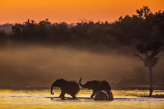 Three African bush elephant taking bath in lake at sunset in Kruger National park, South Africa ; Specie Loxodonta africana family of Elephantidae