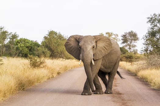 African bush elephant blocking safari gravel road in Kruger National park, South Africa ; Specie Loxodonta africana family of Elephantidae
