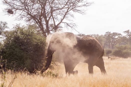 African bush elephant spreading dust in backlit in Kruger National park, South Africa ; Specie Loxodonta africana family of Elephantidae