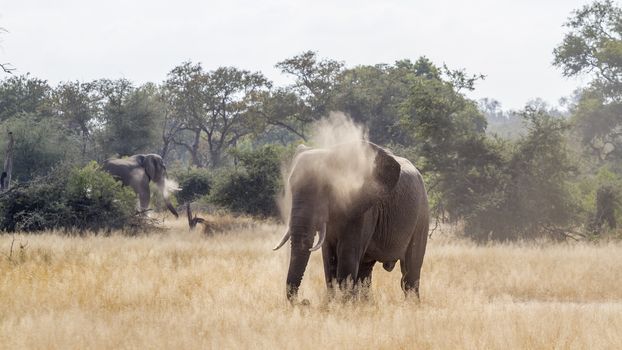 African bush elephant spreading dust in backlit in Kruger National park, South Africa ; Specie Loxodonta africana family of Elephantidae