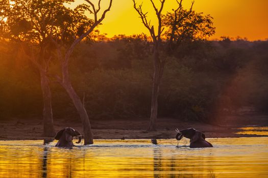 Two African bush elephant taking bath in lake at sunset in Kruger National park, South Africa ; Specie Loxodonta africana family of Elephantidae