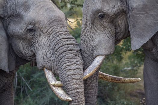 Close-up of two African bush elephant head bonding in Kruger National park, South Africa ; Specie Loxodonta africana family of Elephantidae