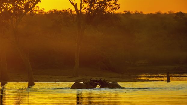 Two African bush elephant taking bath in lake at sunset in Kruger National park, South Africa ; Specie Loxodonta africana family of Elephantidae