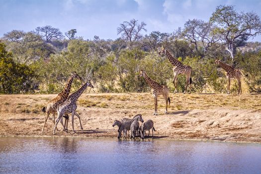Scenic lake view with Giraffes and plains zebras in Kruger National park, South Africa ; Specie Giraffa camelopardalis family of Giraffidae