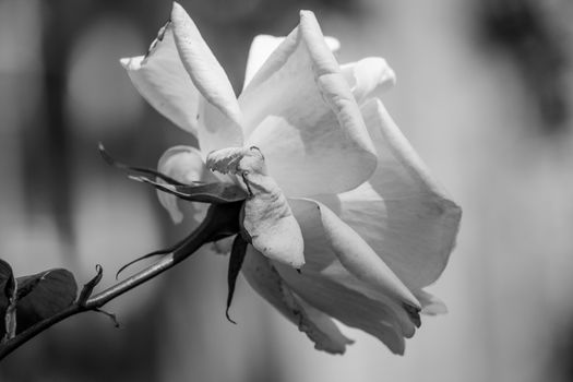 single black and white rose with blurred background