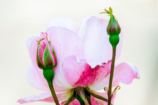 Pale Pink Roses in a Garden in Lancaster UK