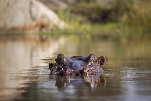 Hippopotamus head in surface level water view in Kruger National park, South Africa ; Specie Hippopotamus amphibius family of Hippopotamidae