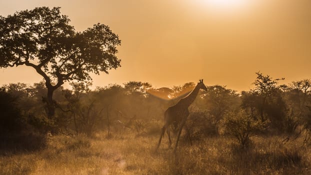 Giraffe walking in backlit at sunset in Kruger National park, South Africa ; Specie Giraffa camelopardalis family of Giraffidae