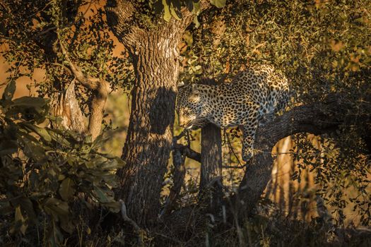 Leopard jumping down a tree in Kruger National park, South Africa ; Specie Panthera pardus family of Felidae