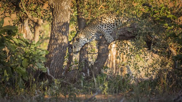 Leopard jumping down a tree in Kruger National park, South Africa ; Specie Panthera pardus family of Felidae