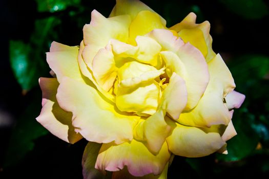 Beautiful yellow rose flowers in the garden UK