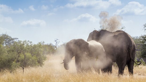 Two African bush elephants spreading dust in backlit in Kruger National park, South Africa ; Specie Loxodonta africana family of Elephantidae