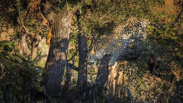 Leopard hunting a squirrel in Kruger National park, South Africa ; Specie Panthera pardus family of Felidae