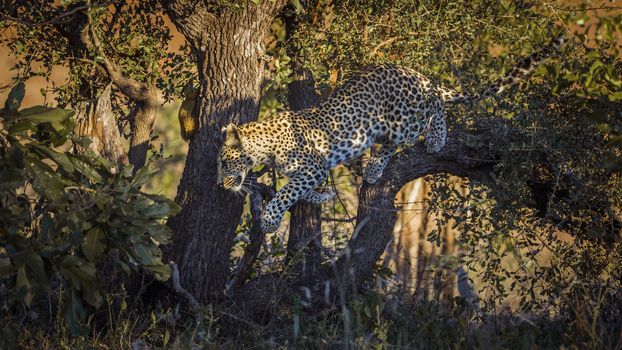 Leopard hunting a squirrel in Kruger National park, South Africa ; Specie Panthera pardus family of Felidae