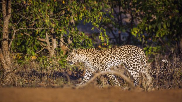 Leopard walking in the bush in Kruger National park, South Africa ; Specie Panthera pardus family of Felidae