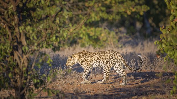 Leopard walking in the bush in Kruger National park, South Africa ; Specie Panthera pardus family of Felidae