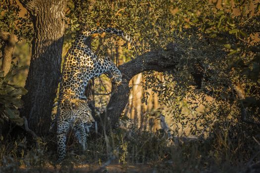 Leopard jumping down a tree in Kruger National park, South Africa ; Specie Panthera pardus family of Felidae