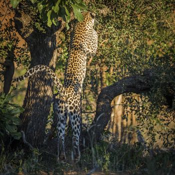Leopard jumping up a tree in Kruger National park, South Africa ; Specie Panthera pardus family of Felidae