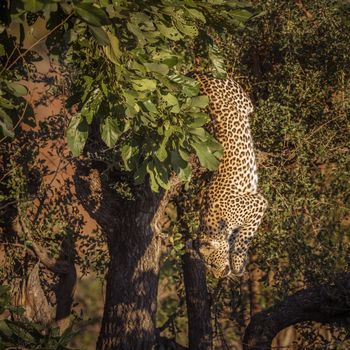 Leopard jumping down a tree in Kruger National park, South Africa ; Specie Panthera pardus family of Felidae