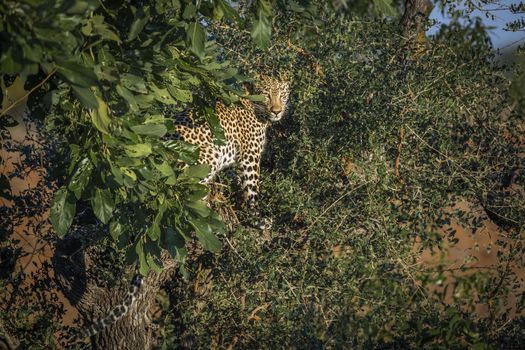 Leopard hidding in shrub in Kruger National park, South Africa ; Specie Panthera pardus family of Felidae