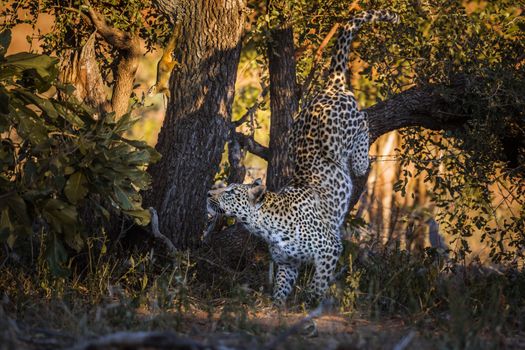 Leopard hunting a squirrel in Kruger National park, South Africa ; Specie Panthera pardus family of Felidae