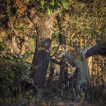 Leopard jumping down a tree in Kruger National park, South Africa ; Specie Panthera pardus family of Felidae