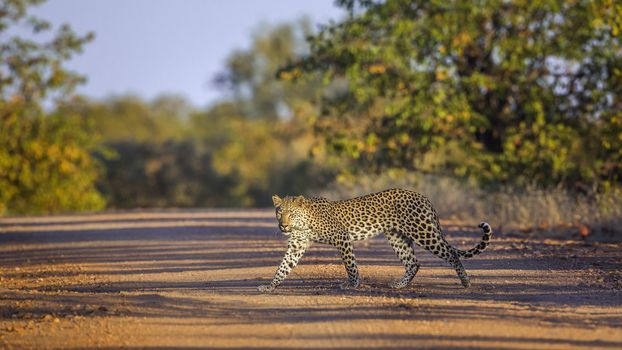 Leopard crossing safari gravel road in Kruger National park, South Africa ; Specie Panthera pardus family of Felidae